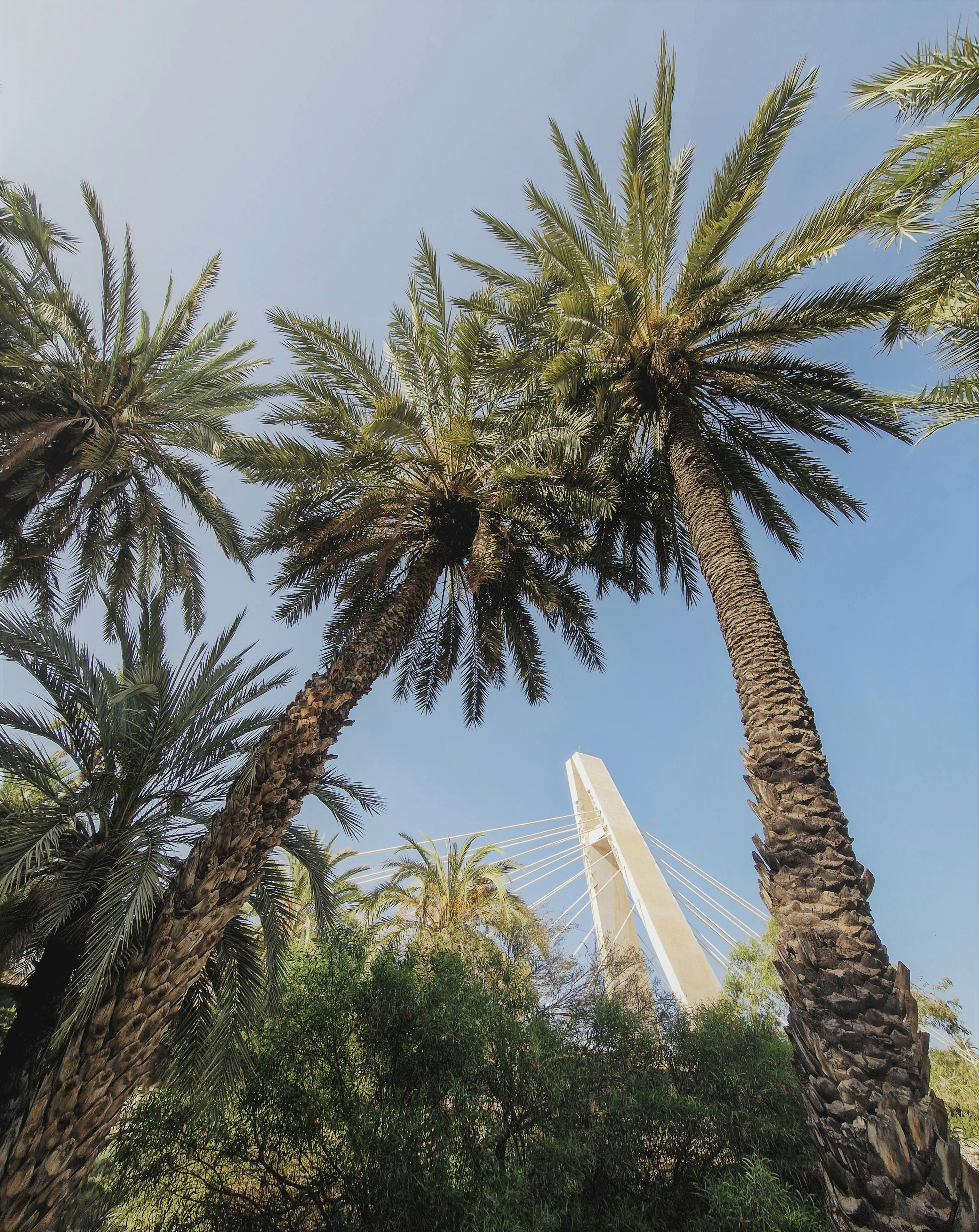 palm trees and a bridge in the background