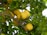 Bright yellow lemons are hanging from a tree surrounded by lush green leaves. The branches create a natural, organic pattern against the background of the foliage.