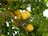 Bright yellow lemons are hanging from a tree surrounded by lush green leaves. The branches create a natural, organic pattern against the background of the foliage.