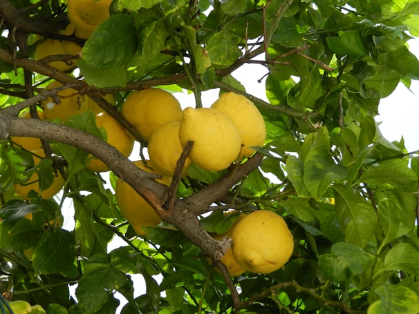 Bright yellow lemons arranged with green leaves, highlighting their natural texture