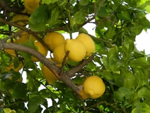 Bright yellow lemons are hanging from a tree surrounded by lush green leaves. The branches create a natural, organic pattern against the background of the foliage.