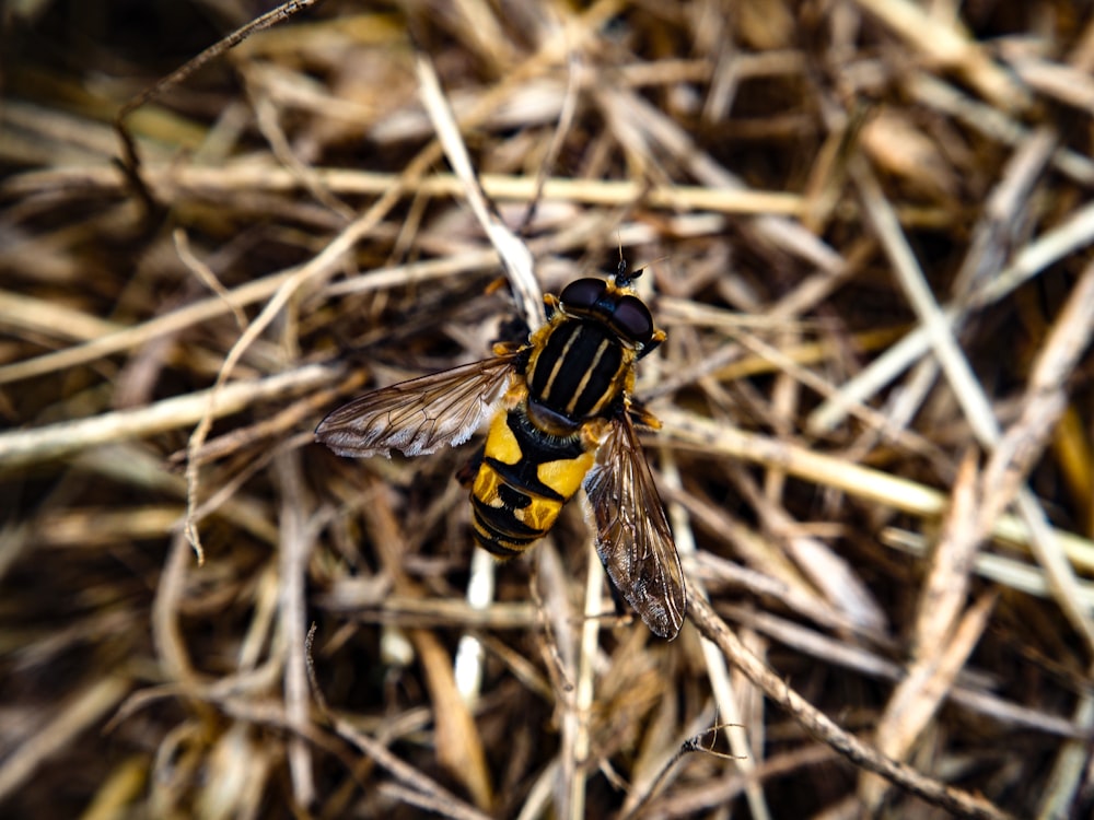a yellow and black insect sitting on top of dry grass