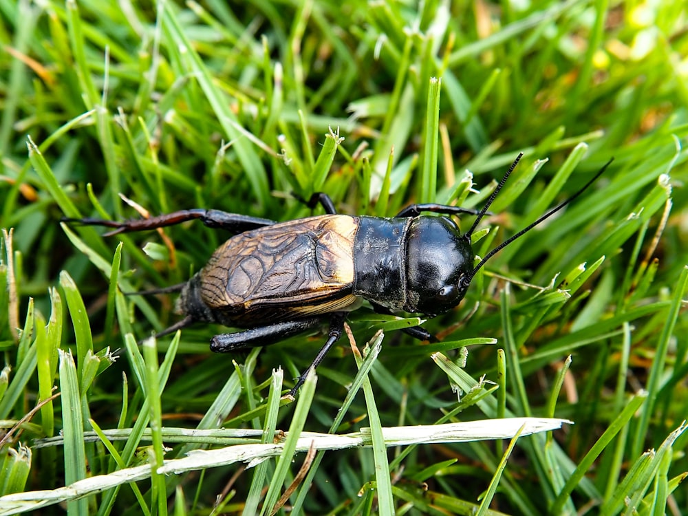 a bug sitting on top of a lush green field