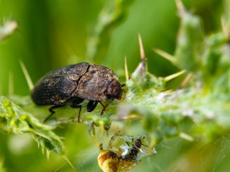 A close-up view of a dark, hard-bodied beetle perched on a green plant stem with sharp thorns. Below the beetle, a small ant is visible on a leafy surface. The background is a soft blur of green foliage.
