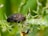 A close-up view of a dark, hard-bodied beetle perched on a green plant stem with sharp thorns. Below the beetle, a small ant is visible on a leafy surface. The background is a soft blur of green foliage.