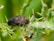 A close-up view of a dark, hard-bodied beetle perched on a green plant stem with sharp thorns. Below the beetle, a small ant is visible on a leafy surface. The background is a soft blur of green foliage.