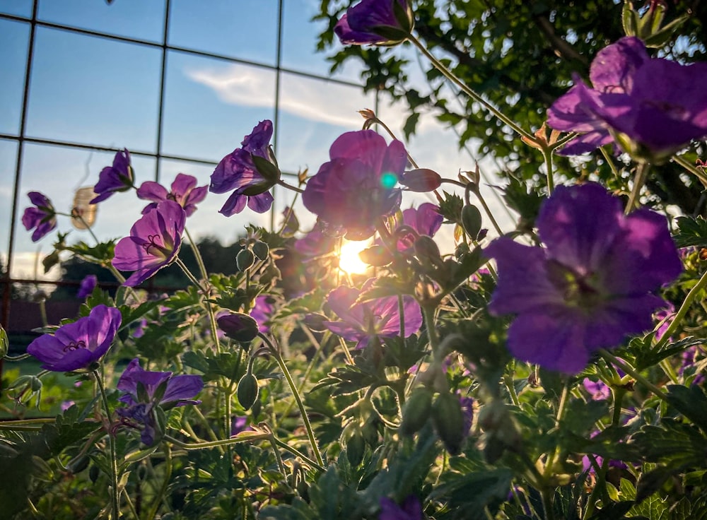 a field of purple flowers next to a wire fence