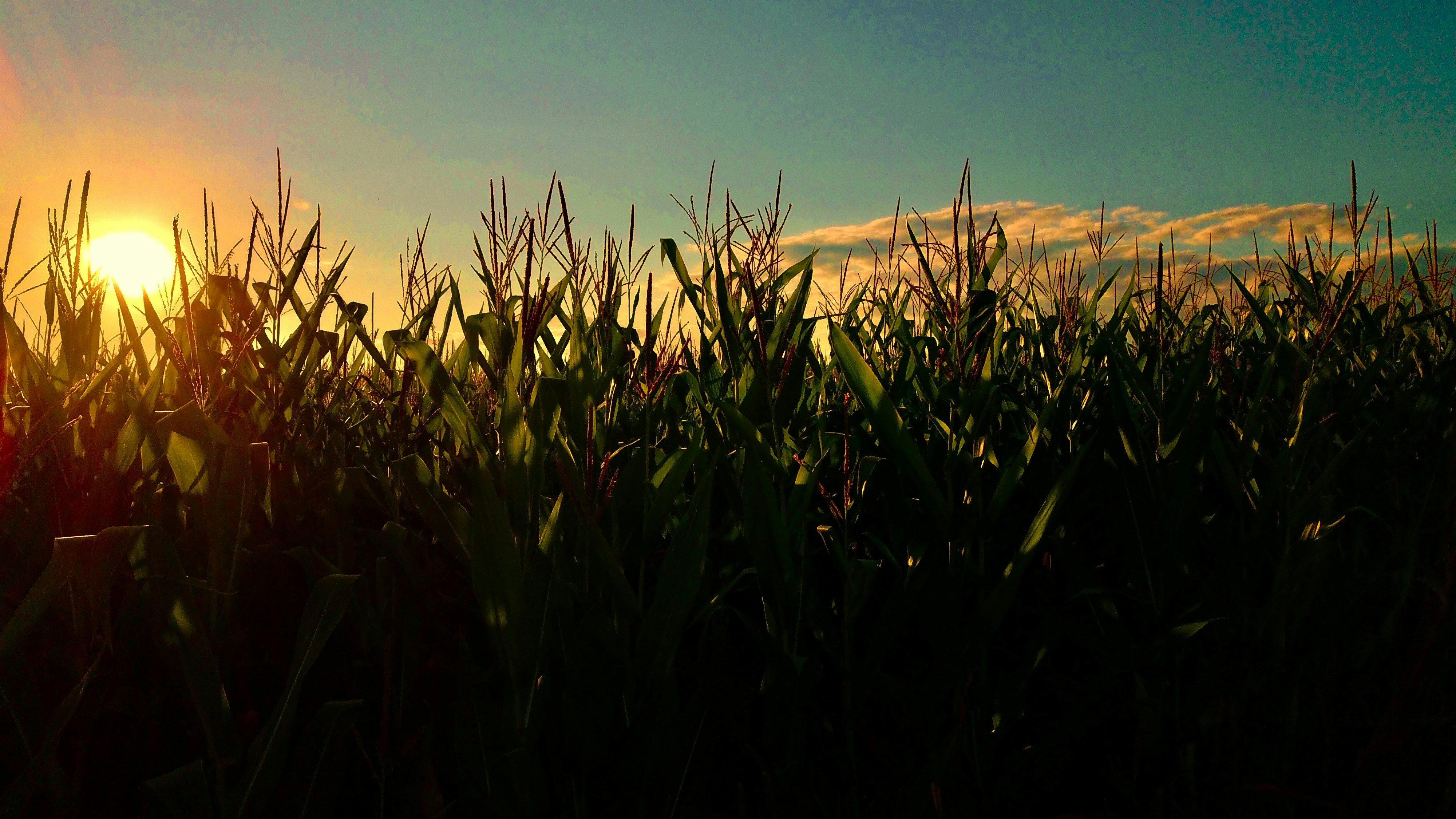 Photo by sandorfehervari