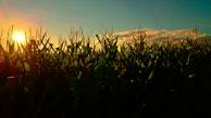 Sunset over a barley field in Cairo, with soft golden light casting long shadows on the crops.