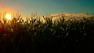 A vibrant sunset over the hemp fields at Blue Star Farm, with soft golden light casting long shadows.