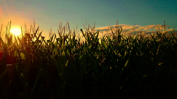 A sunset casting golden light over a peaceful cornfield, reflecting the promise of tomorrow.