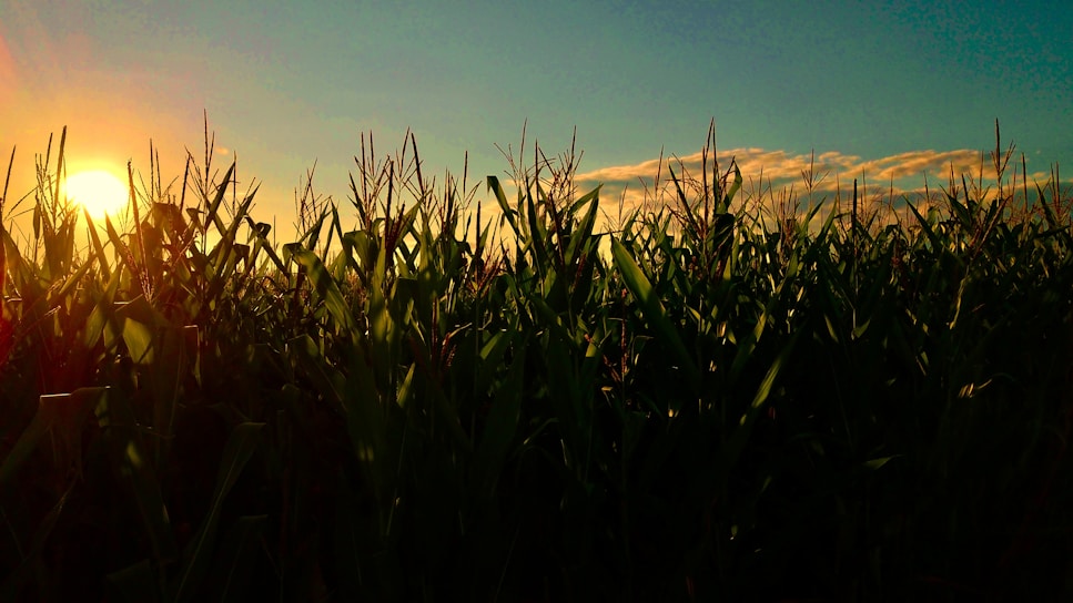 A vibrant sunset over the hemp fields at Blue Star Farm, with soft golden light casting long shadows.
