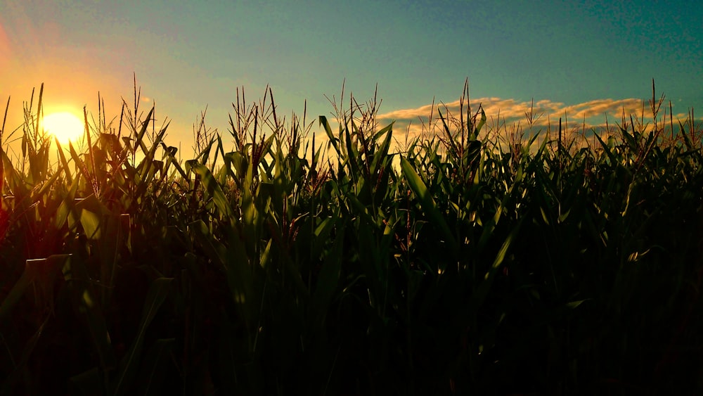 the sun is setting over a corn field
