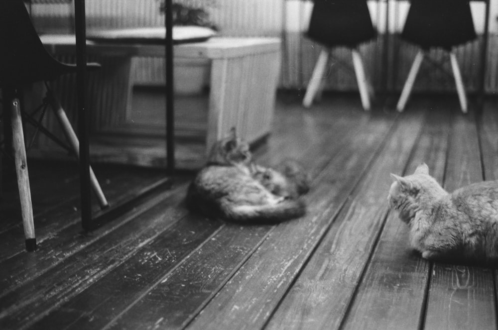 a couple of cats laying on top of a wooden floor
