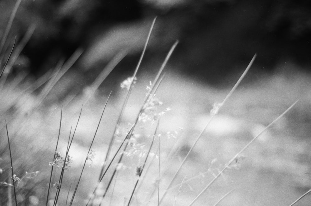 a black and white photo of some grass