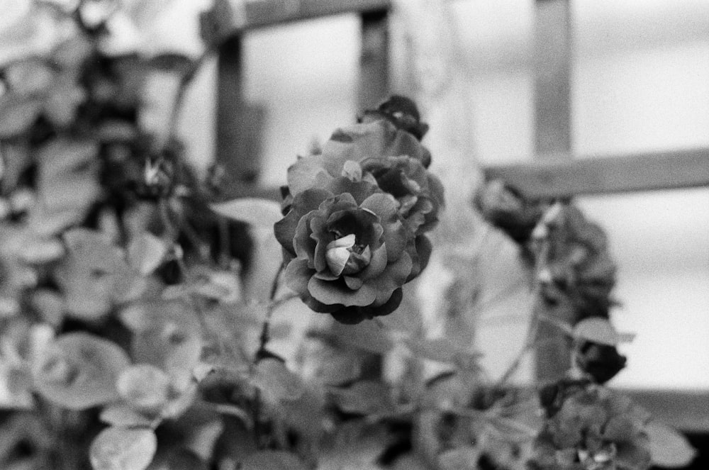 a black and white photo of a flower