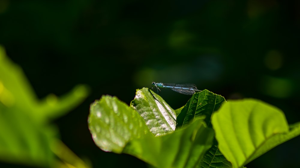 ein Käfer, der auf einem grünen Blatt sitzt