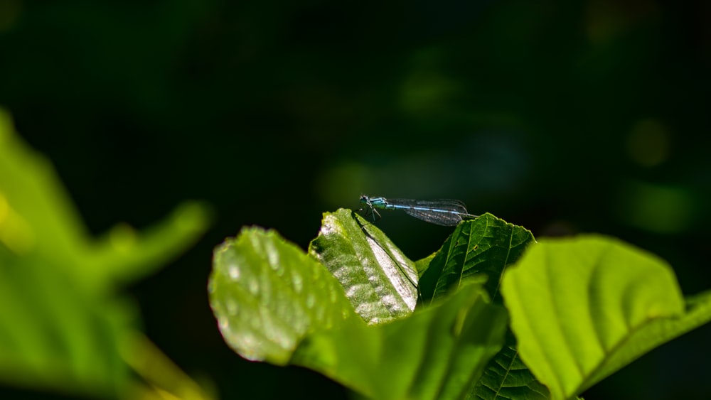 a bug sitting on top of a green leaf