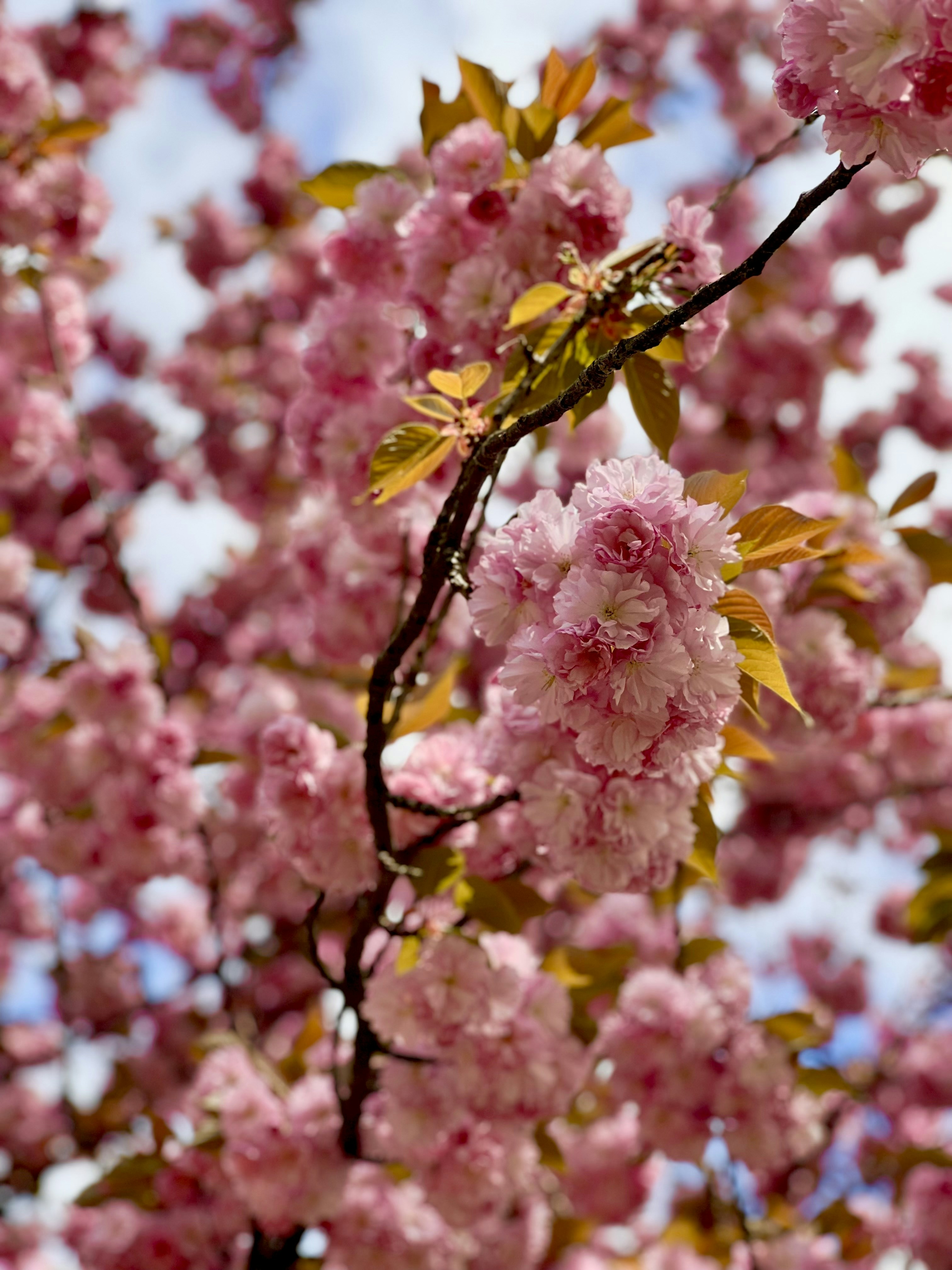 Photo by alexandrmamedov