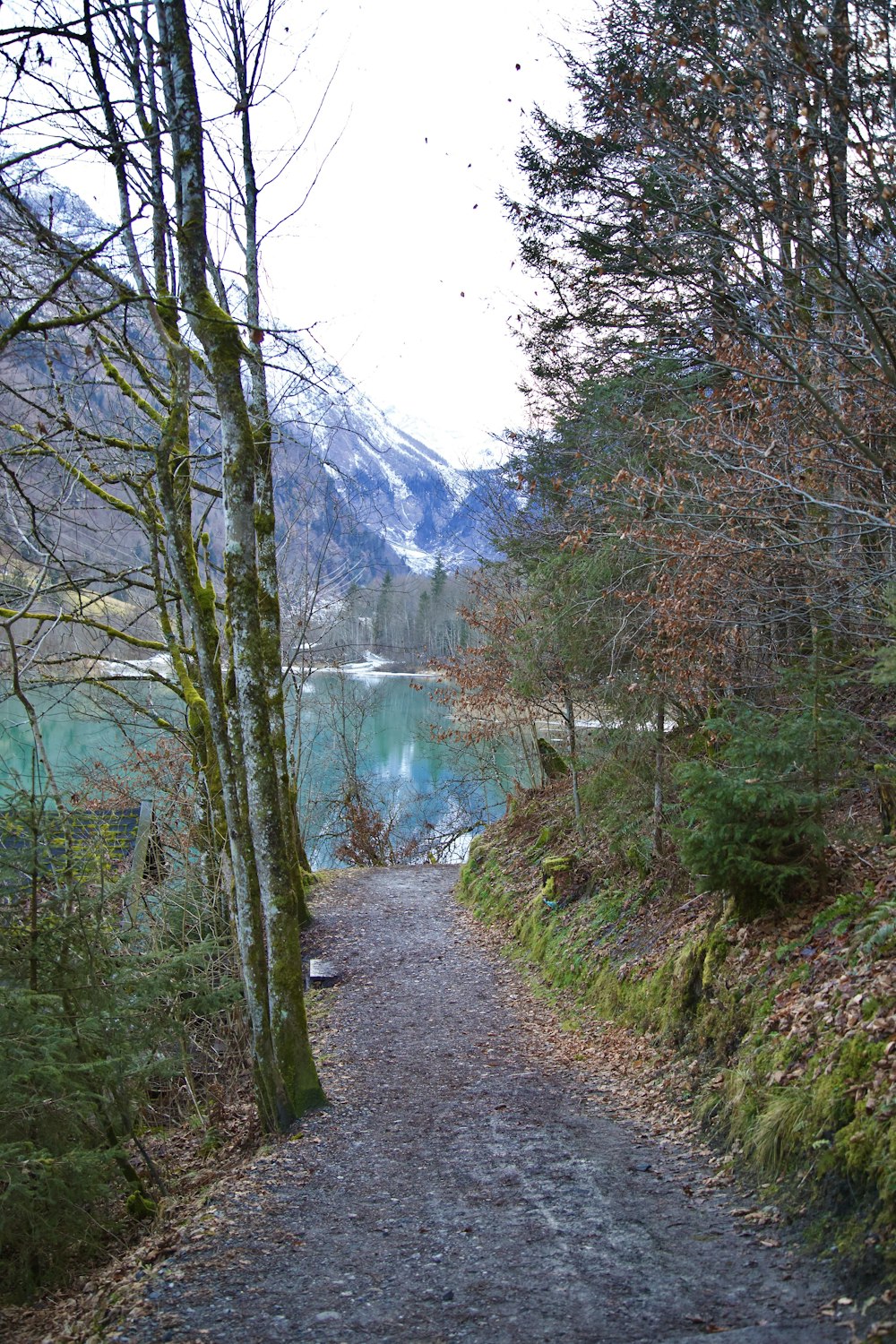 a path leading to a lake surrounded by trees