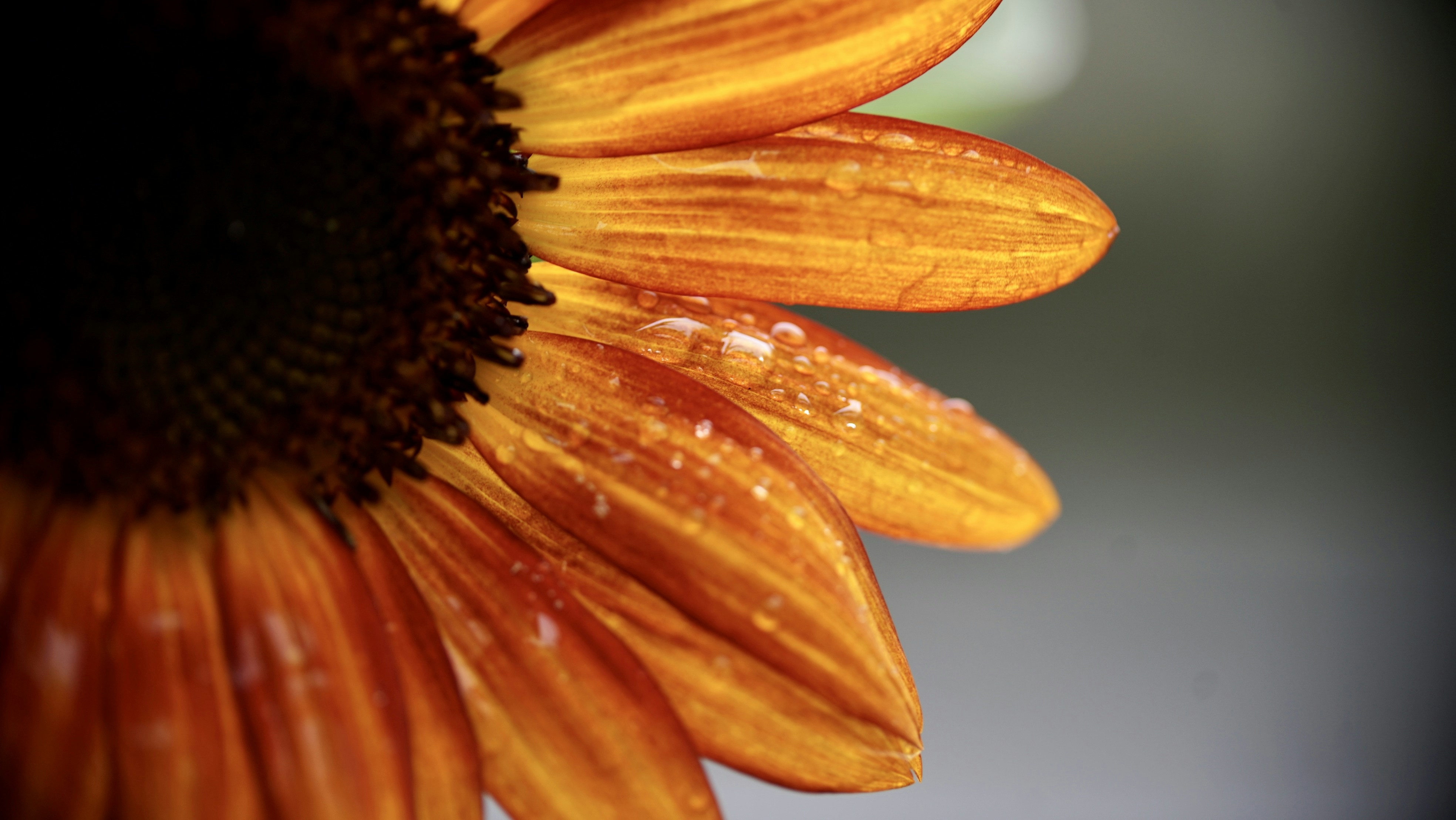 Photo by hannahslensphotography