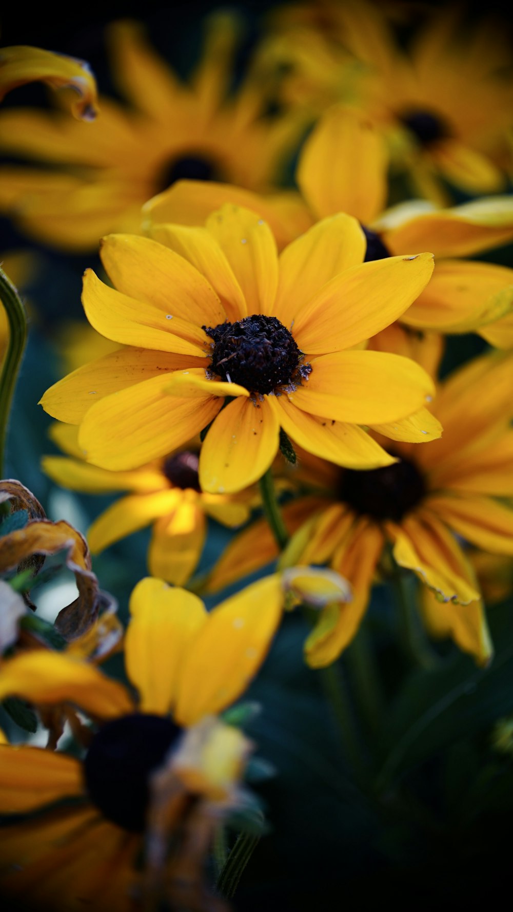 a close up of a bunch of yellow flowers