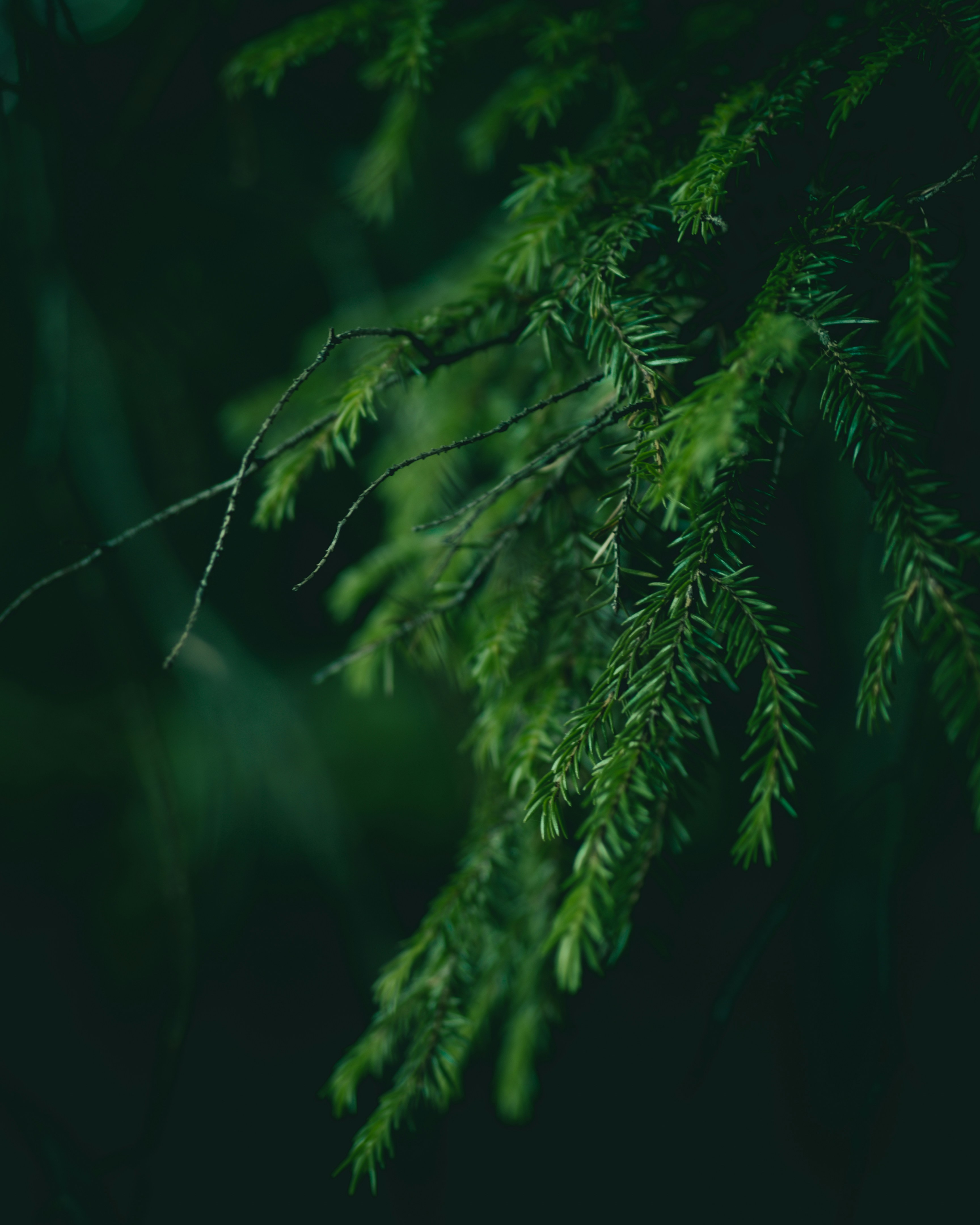 Photo by parasfrendi