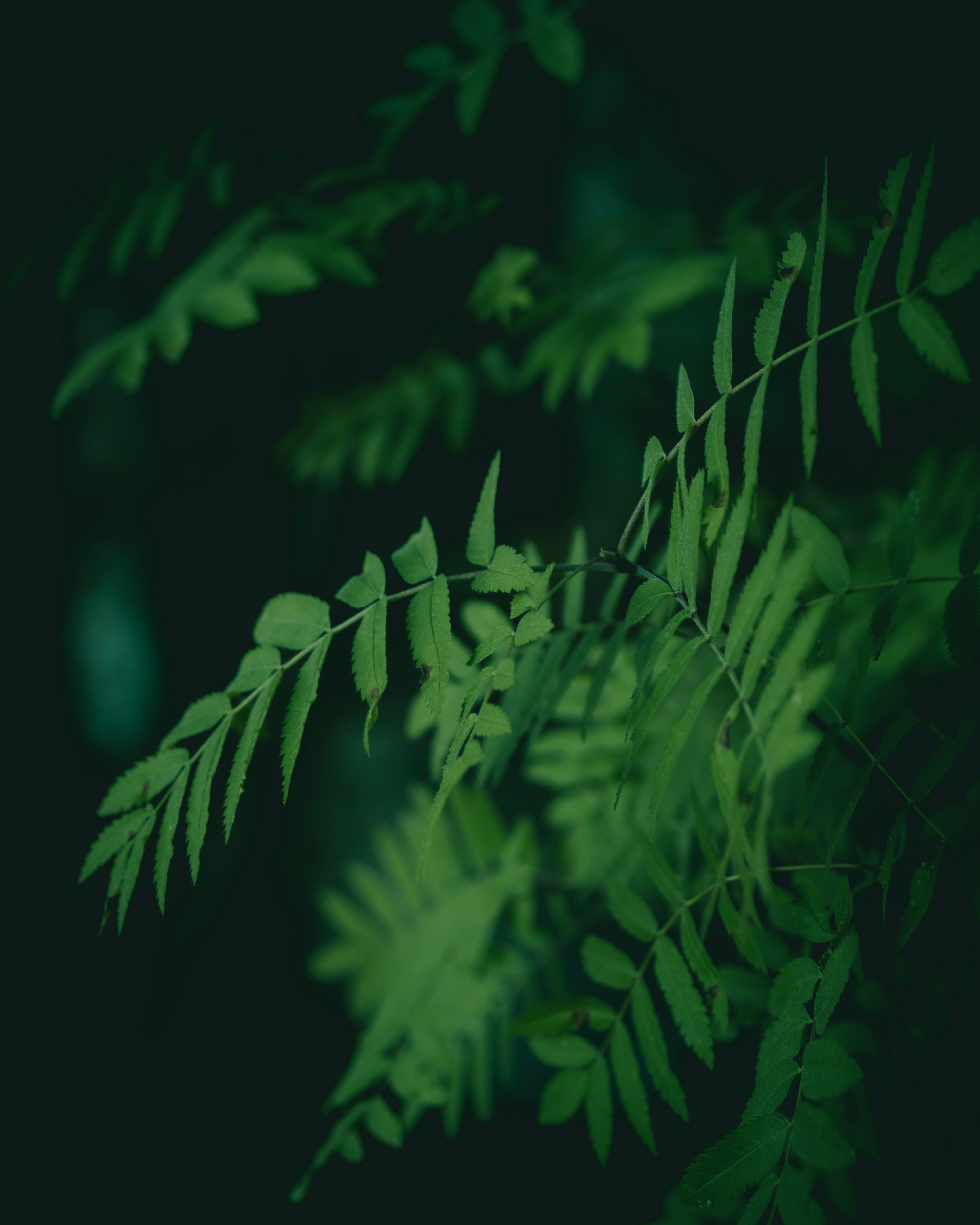 Photo by parasfrendi