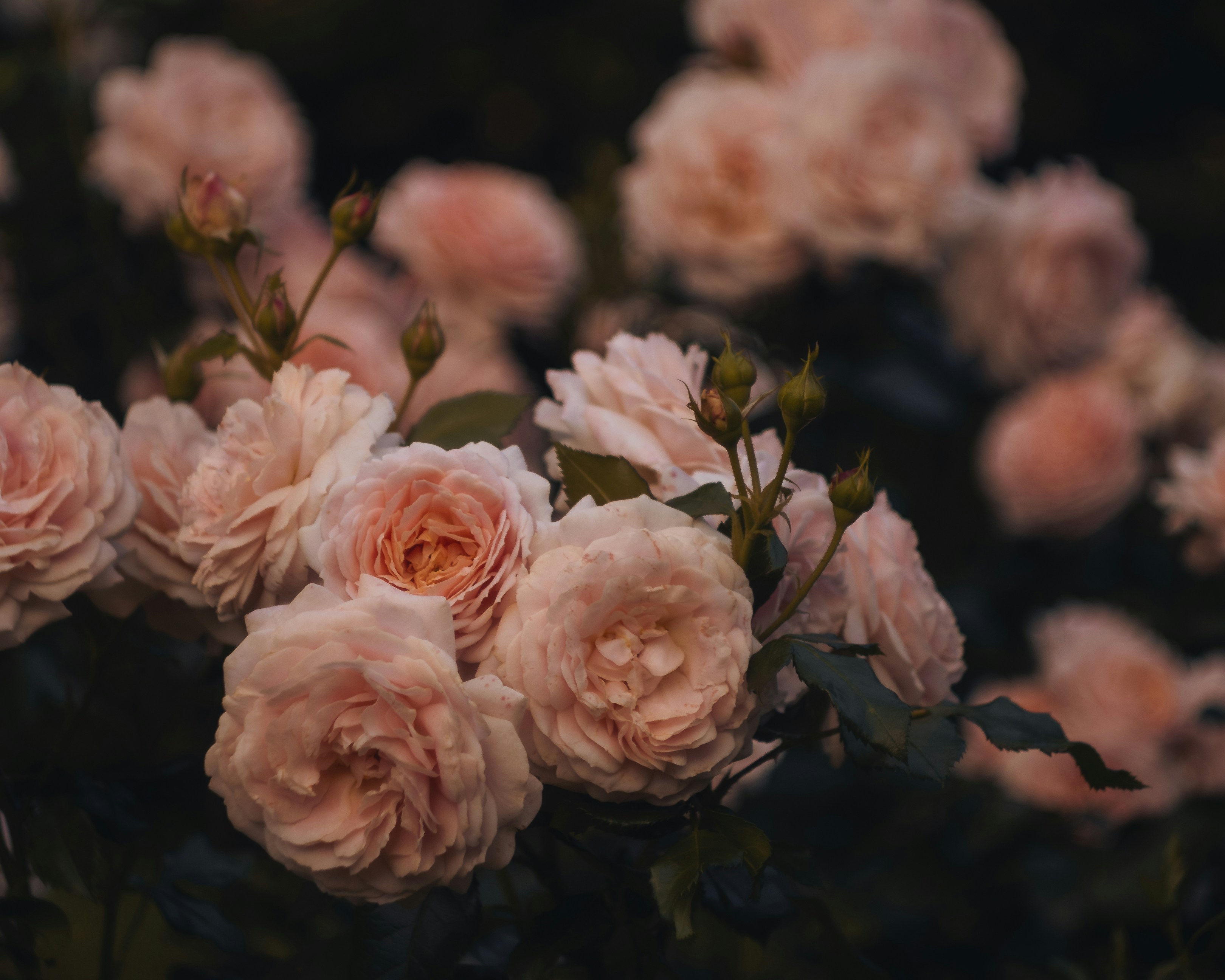 Photo by parasfrendi