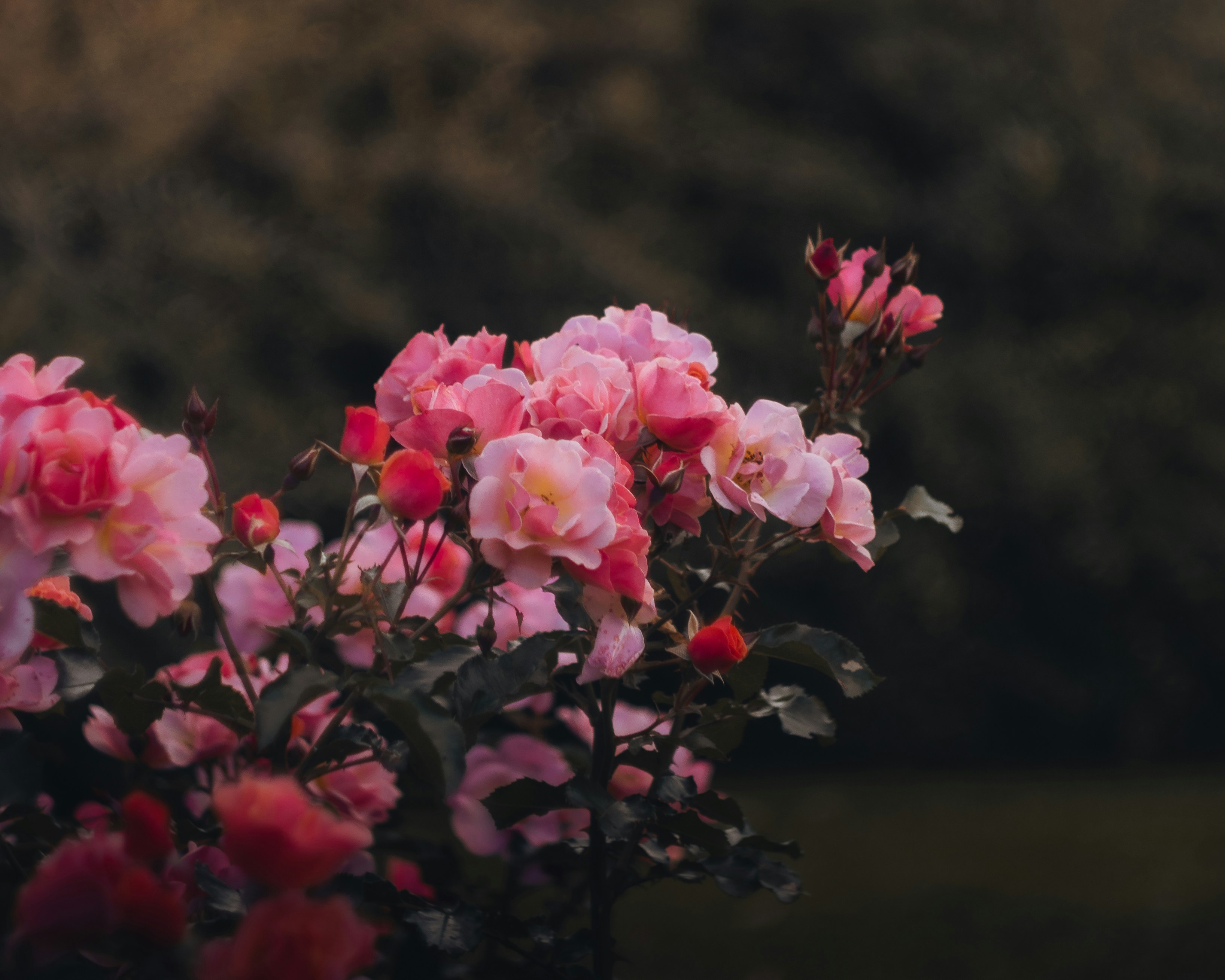 Photo by parasfrendi