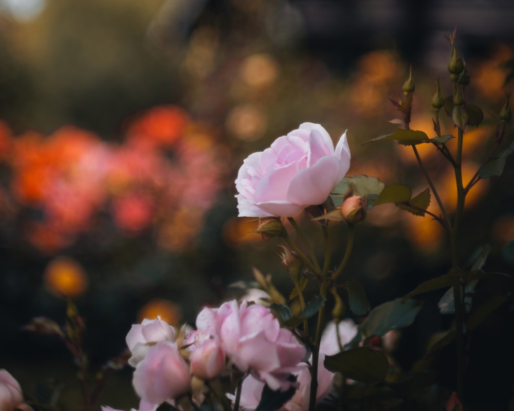 a close up of some pink flowers in a field