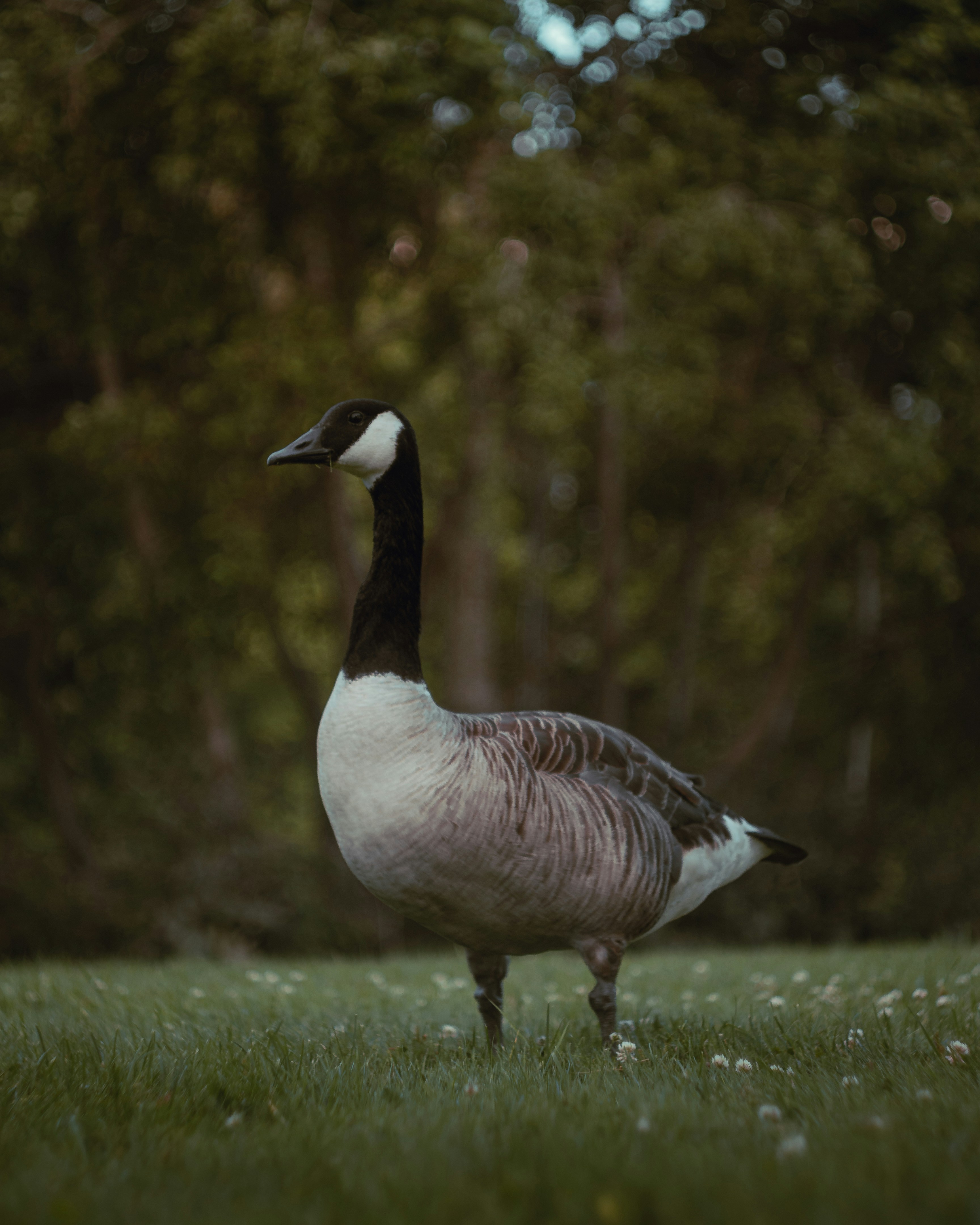 a goose standing in the grass near some trees
