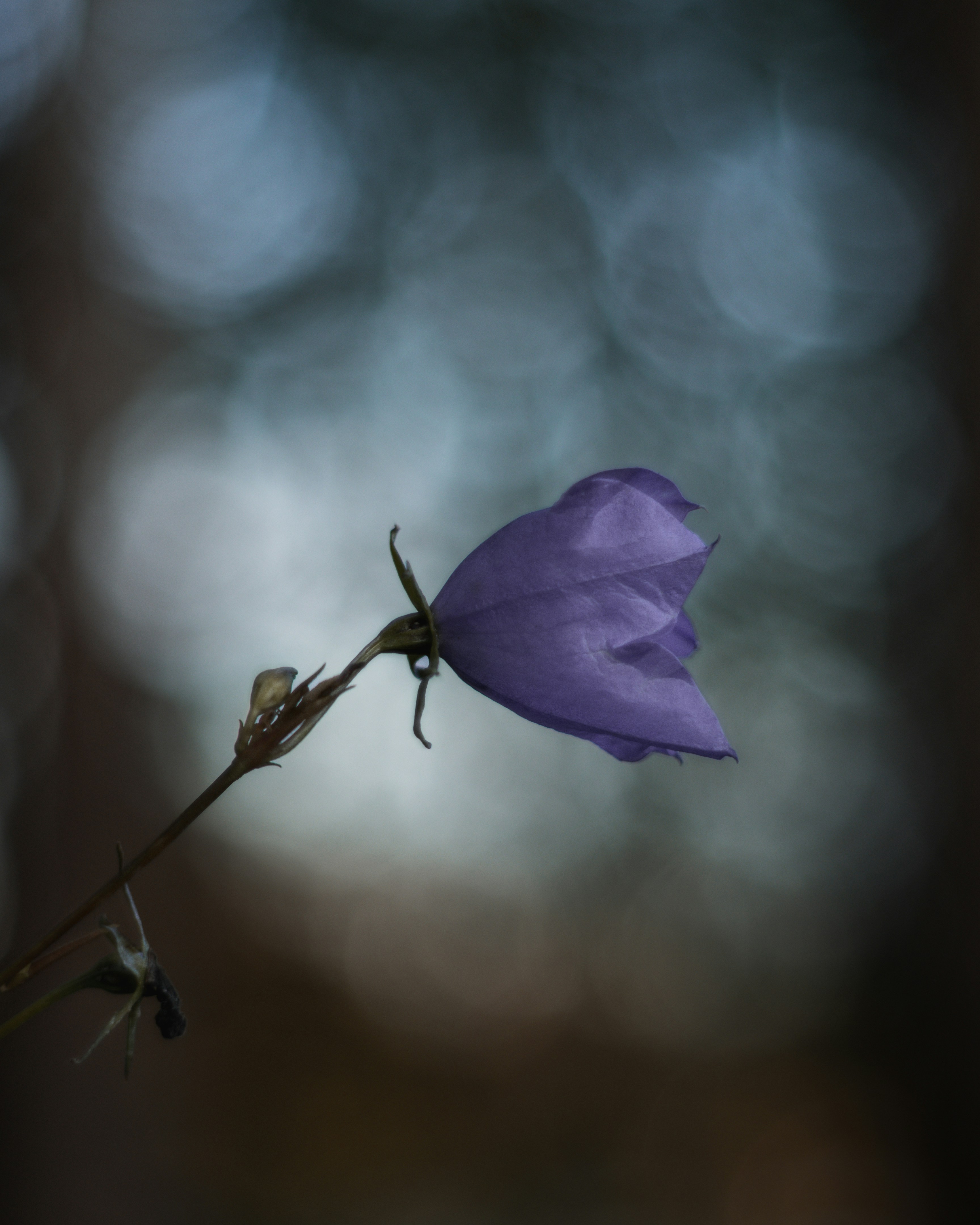 Photo by parasfrendi