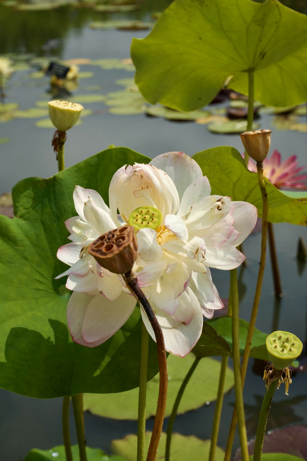 Una gran flor blanca sentada encima de una planta de hoja verde