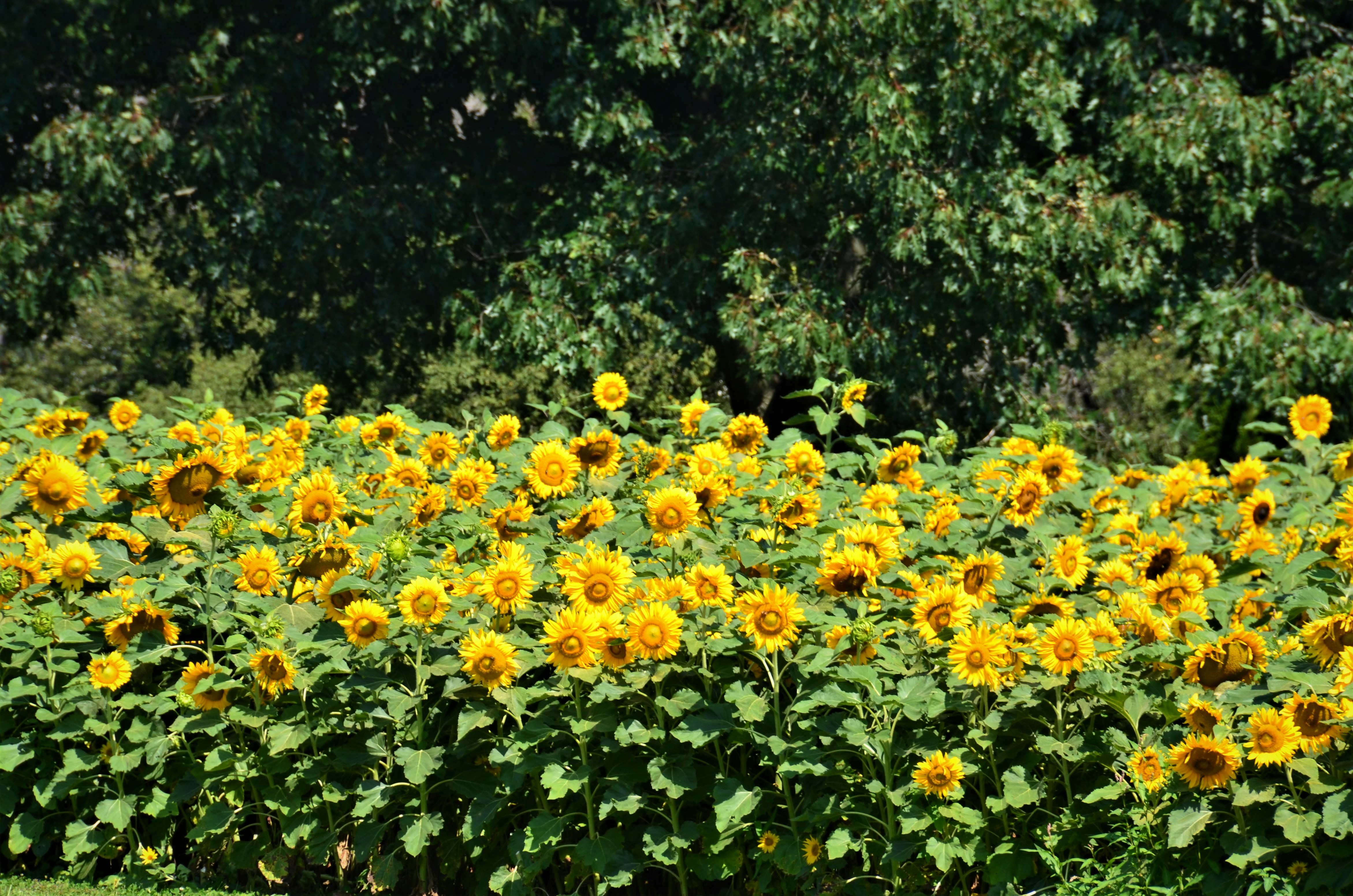 Vaste champ de tournesols illuminé par le soleil symbolisant la beauté naturelle de la route touristique