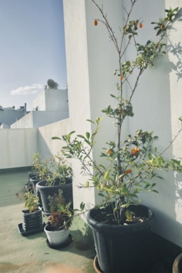 A sunny balcony garden with potted fruit trees.