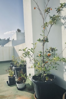Several potted plants, including a small tree with orange fruits, are lined up on a sunlit rooftop terrace. The white walls and clear sky create a bright atmosphere.