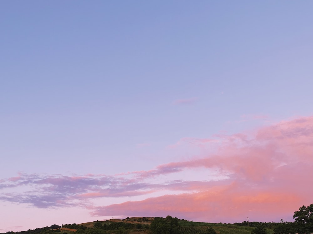 a group of sheep standing on top of a lush green hillside