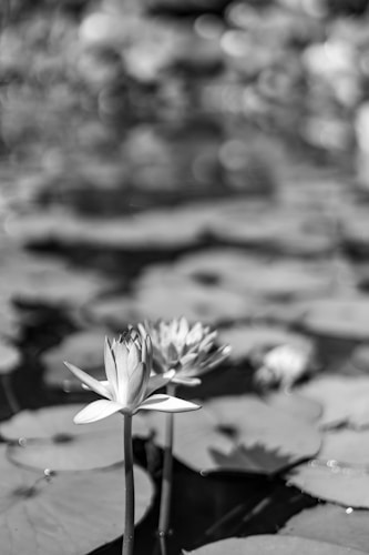A black and white photograph of a serene pond showcasing water lilies in bloom. The central focus is on a prominently displayed water lily with delicate petals, standing above the water surface, surrounded by lily pads. The background is softly blurred, adding depth and emphasizing the tranquility of the scene.