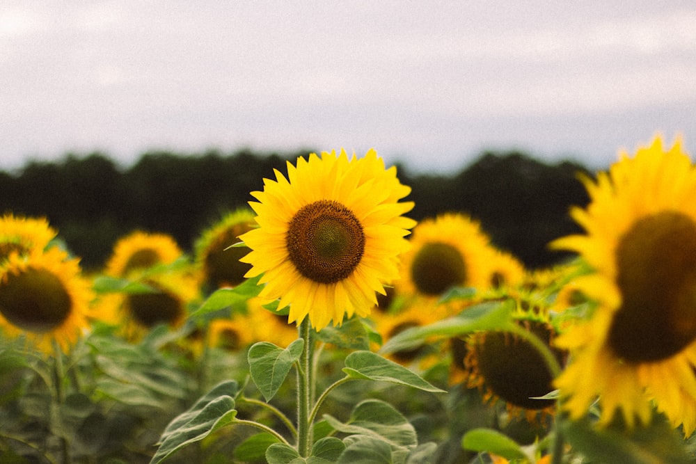 Un campo de girasoles con un fondo de cielo