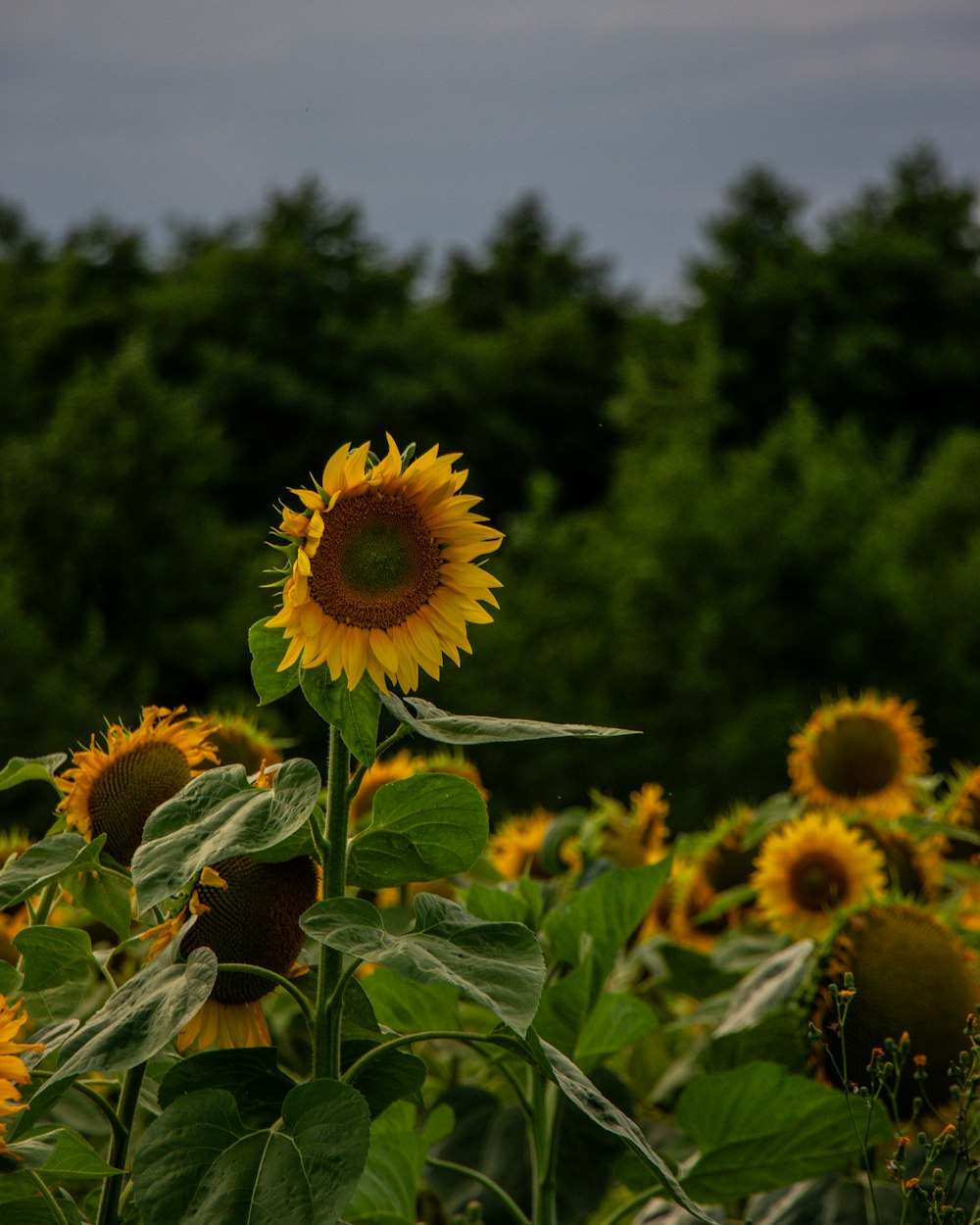 Un campo de girasoles con árboles al fondo