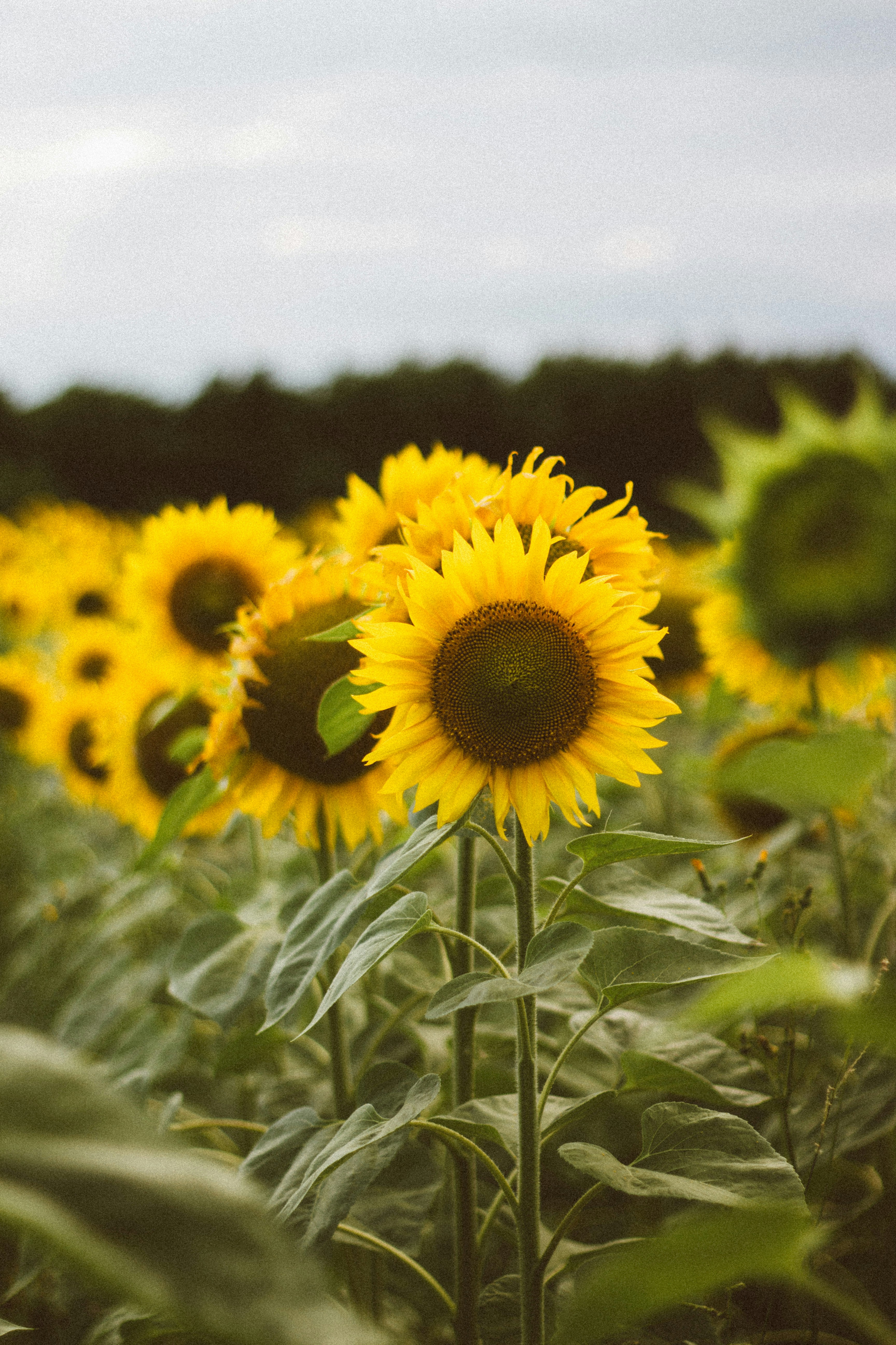 Photo by viktorsmoliak