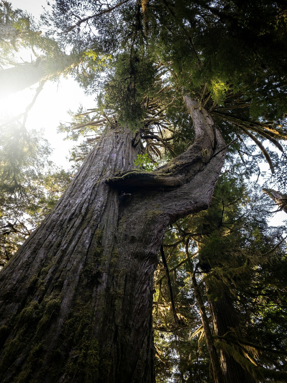 a large tree in the middle of a forest