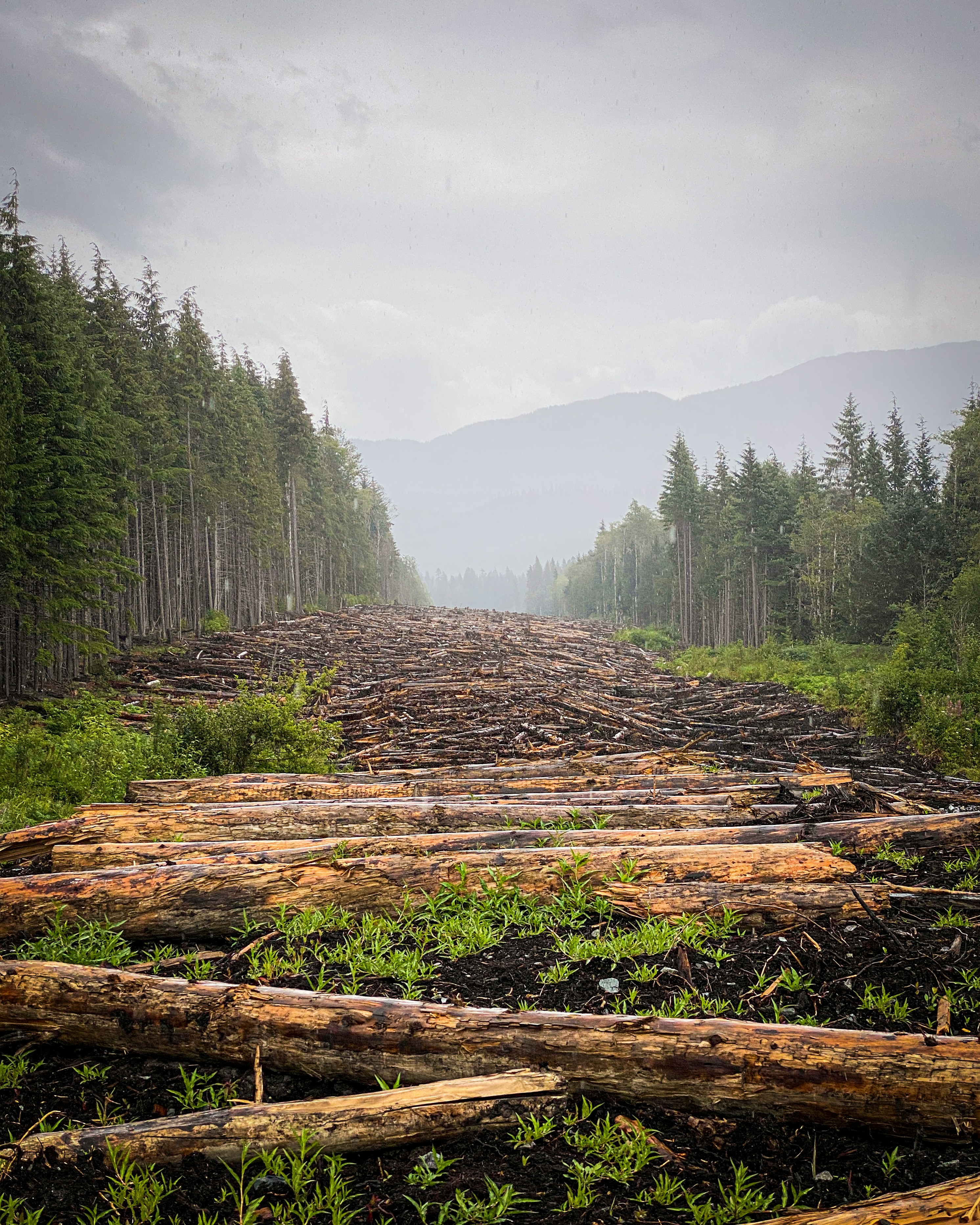 a forest filled with lots of cut down trees