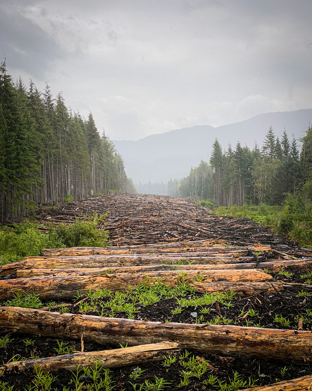 a forest filled with lots of cut down trees