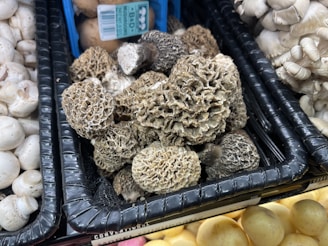 A display of various mushrooms at a market or store, with a central focus on a pile of morel mushrooms. The morels have a distinctive honeycomb-like texture and earthy brown color. Surrounding them are other types of mushrooms, such as white button and oyster mushrooms.