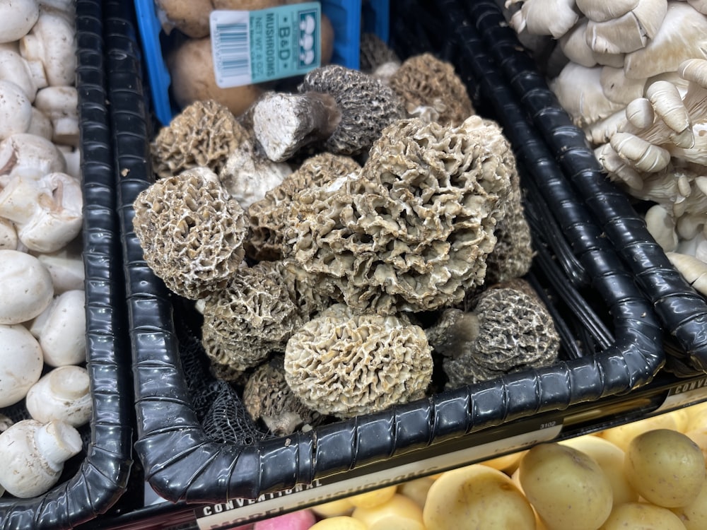 um monte de diferentes tipos de cogumelos em exposição