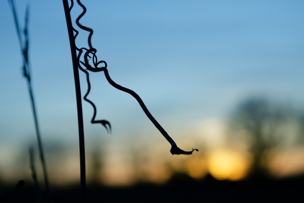 a close up of a plant with a sky in the background