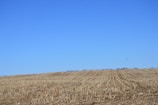 A vast, harvested cornfield stretches across the landscape under a clear blue sky. The stubs of corn stalks are uniformly aligned in rows, giving a sense of order and continuity.