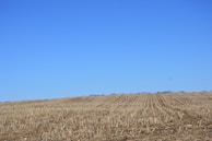 A vast, harvested cornfield stretches across the landscape under a clear blue sky. The stubs of corn stalks are uniformly aligned in rows, giving a sense of order and continuity.